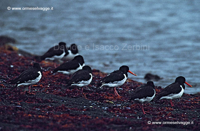 Beccacce di mare 65-27-09